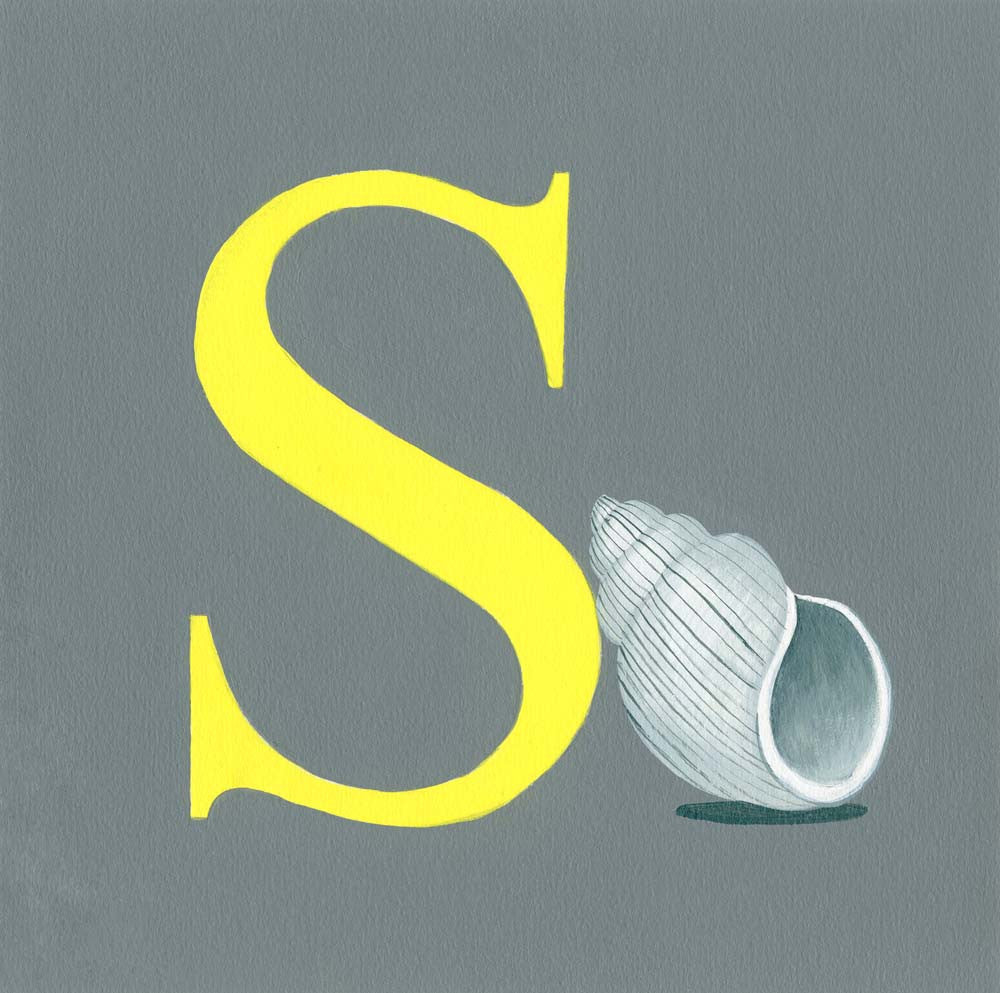 S is for Shell